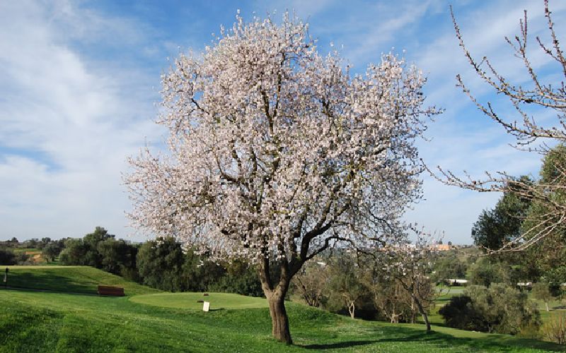 vale da pinta golf course