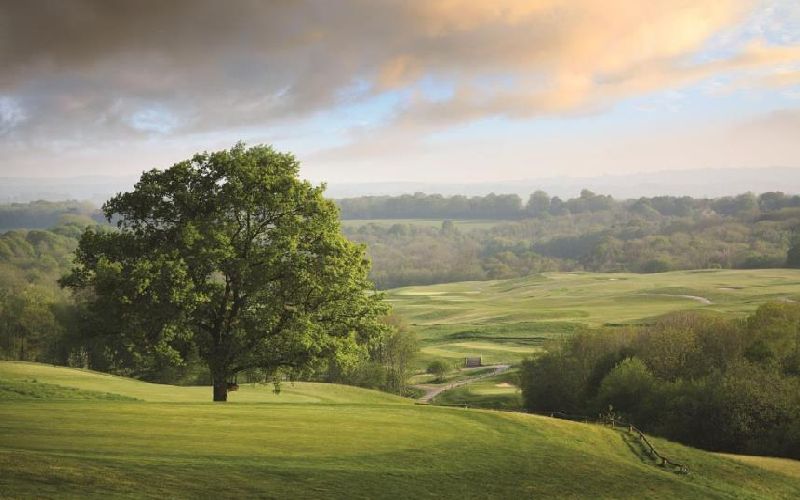 dale hill golf course tree